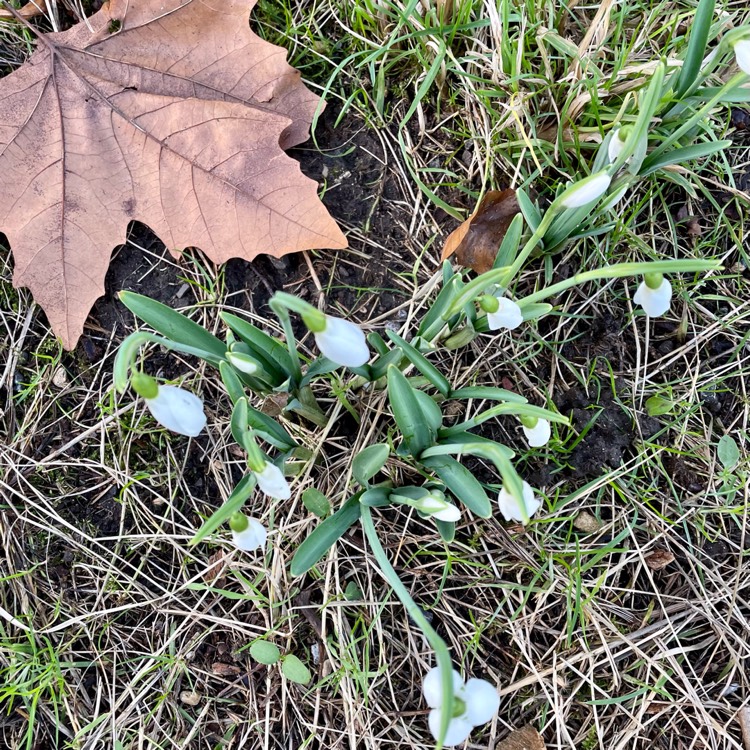 plant image 1645252 plant image 1645252