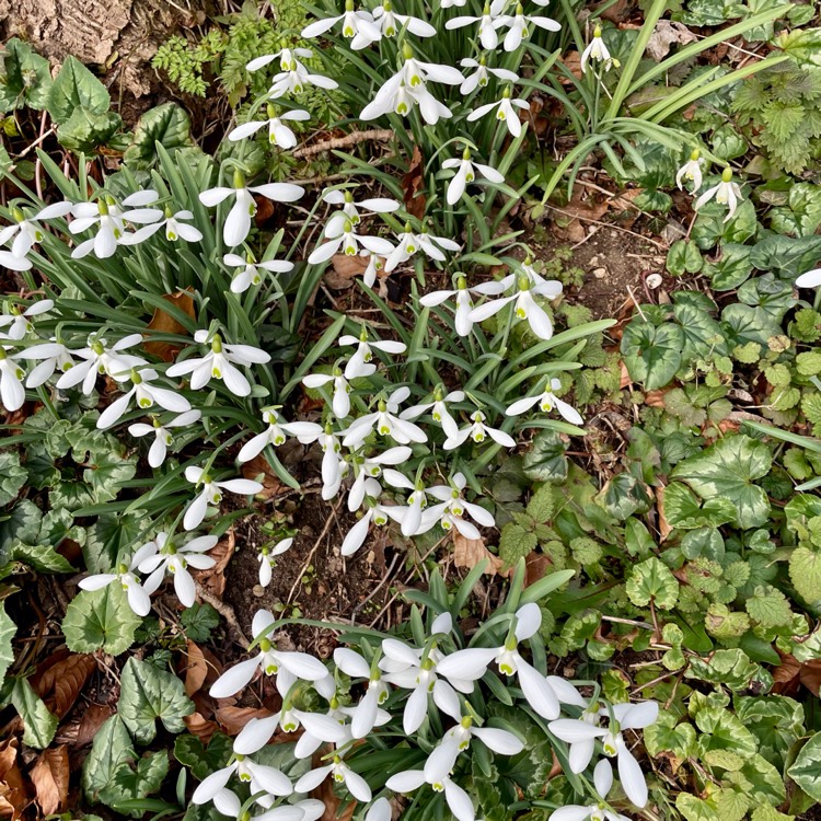 plant image 1646983 plant image 1646983