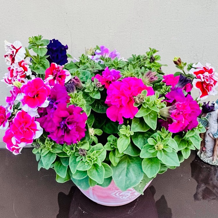 Plant image Petunia 'Art Deco'