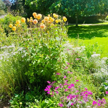 June's garden