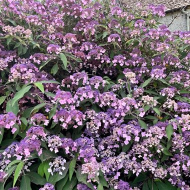 June's garden
