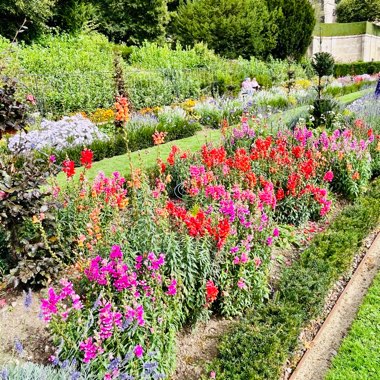 June's garden