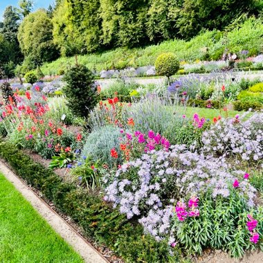 June's garden