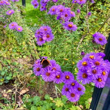June's garden