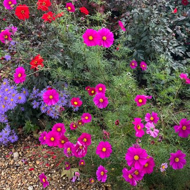 Cosmea