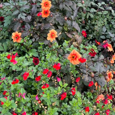 Border Dahlia