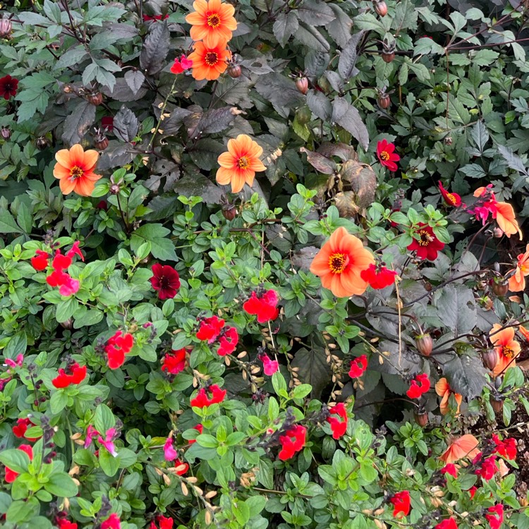 plant image 1691102 plant image 1691102