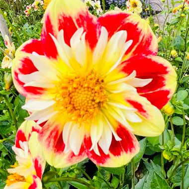 Border Dahlia