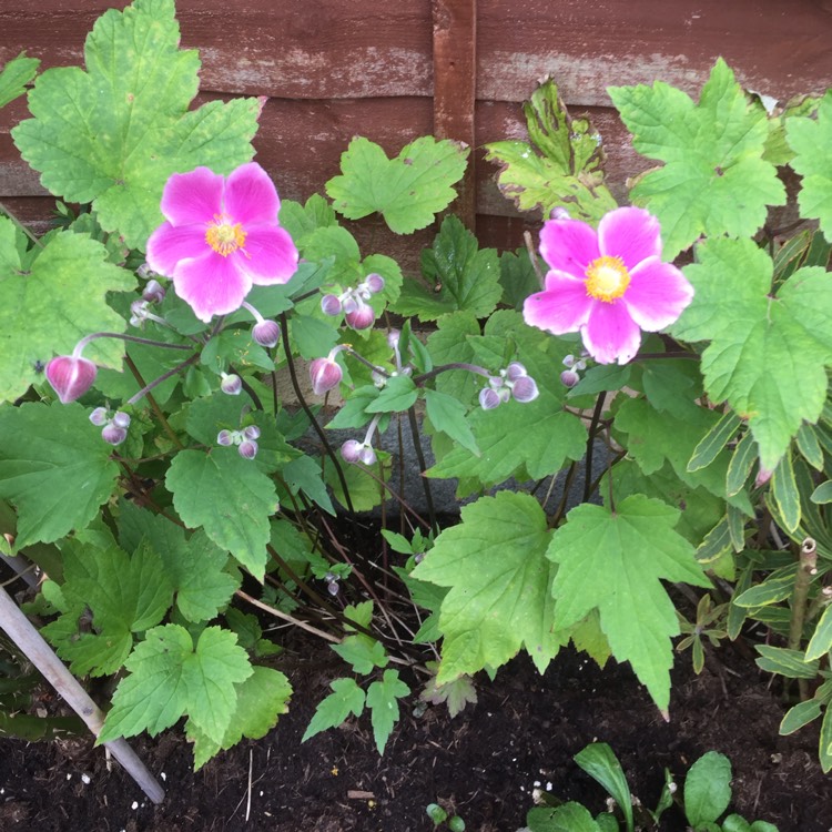 Plant image Anemone hupehensis var. japonica hybrida 'September Charm'