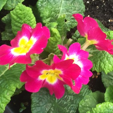 Primula