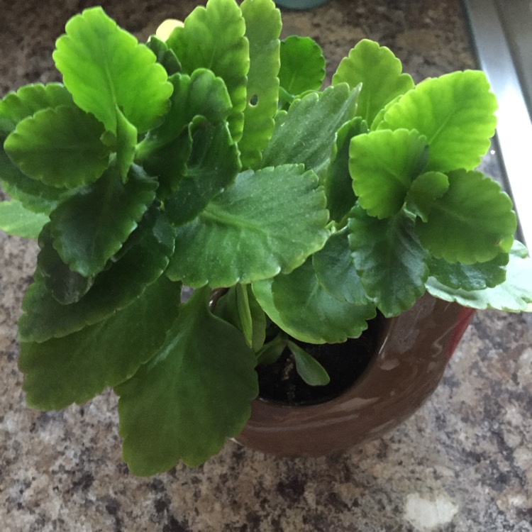 plant image 243655