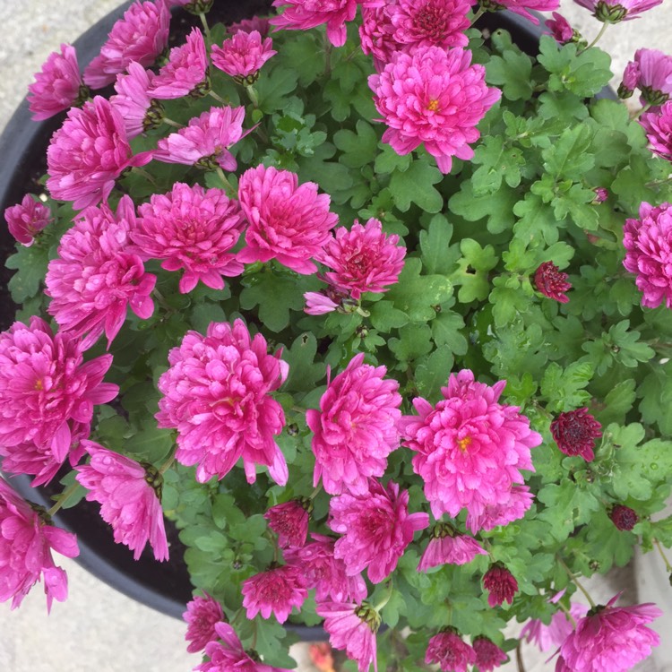 plant image 277788 plant image 277788
