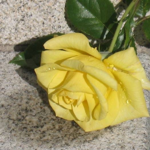 plant image 279665