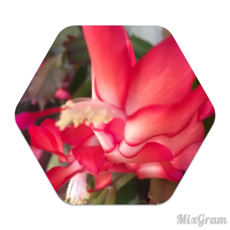 plant image 284727 plant image 284727