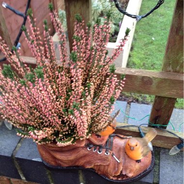 Calluna vulgaris 'Pink Madonna' (Garden Girls Series)
