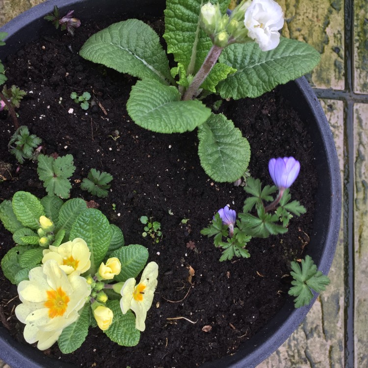plant image 316367