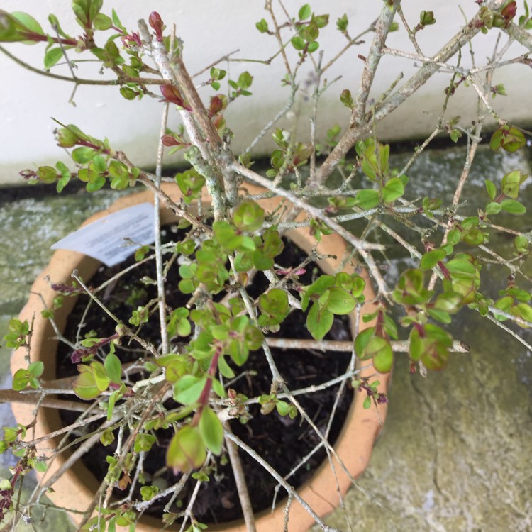 Plant image Ceanothus x pallidus 'Marie Simon'