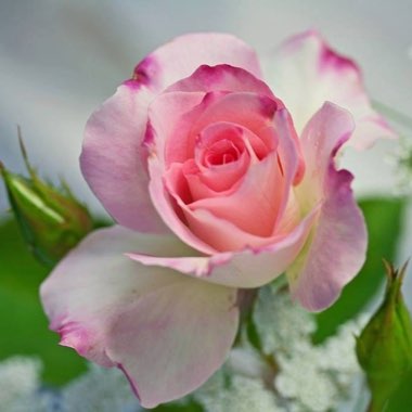 Rosa 'The Birthday Rose'