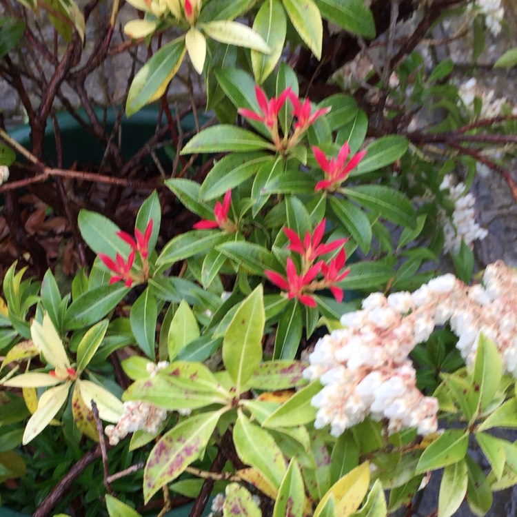 plant image 337955 plant image 337955