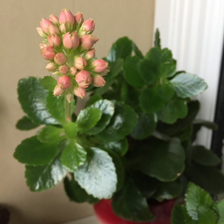 plant image 338778