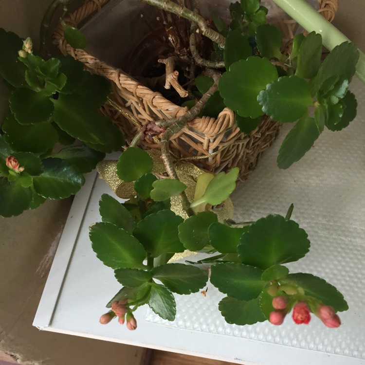 plant image 338779