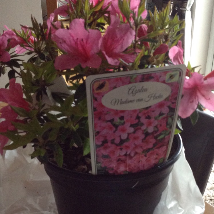 plant image 362347