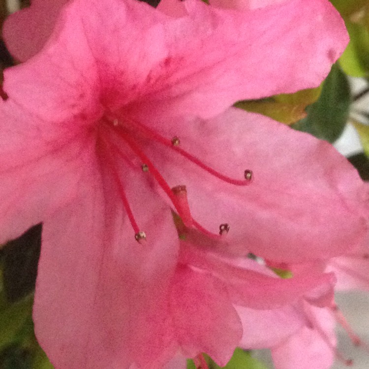 plant image 362348