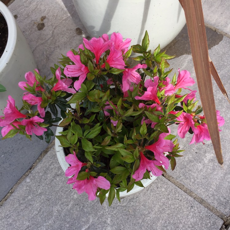plant image 364436