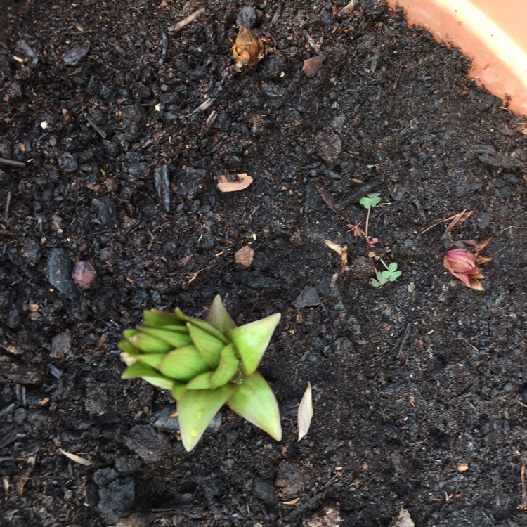 plant image 377377 plant image 377377
