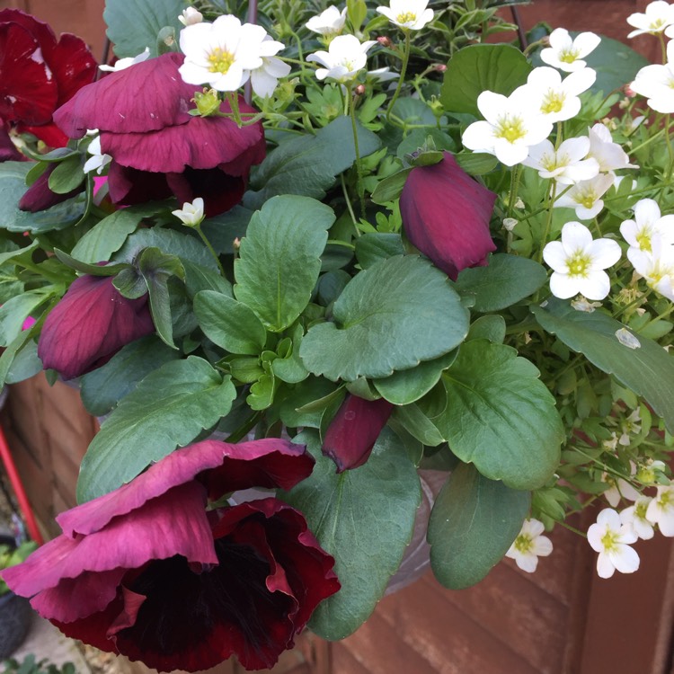 plant image 378024