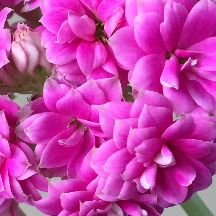 plant image 399639