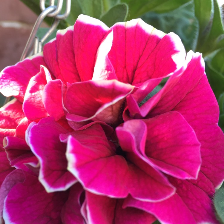 Plant image Petunia 'Tumbelina Cherry Ripple' (Tumbelina Series) syn. Petunia 'Cherry Ripple'