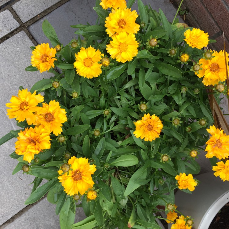 plant image 460988