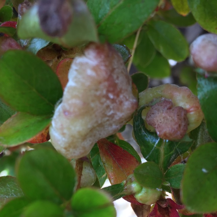 plant image 480580