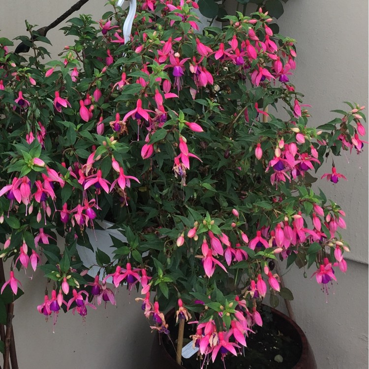 plant image 562795