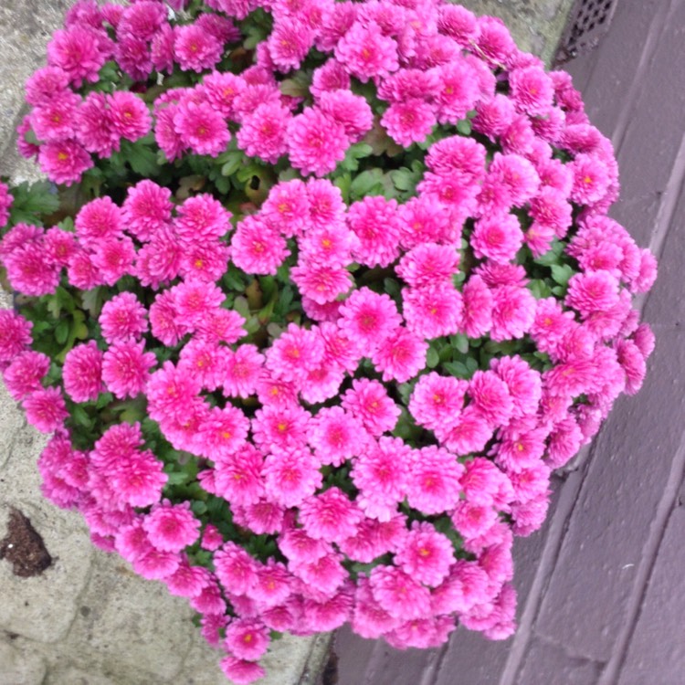 plant image 574171 plant image 574171