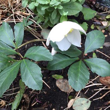 Helleborus