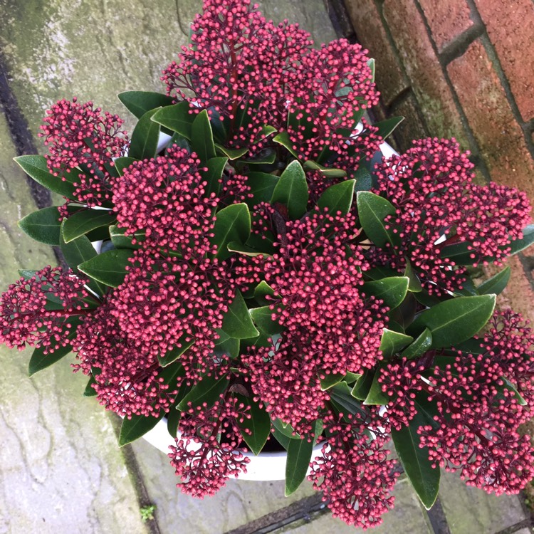 Plant image Skimmia japonica 'Whitebolwi' syn. Skimmia japonica 'Sensation'