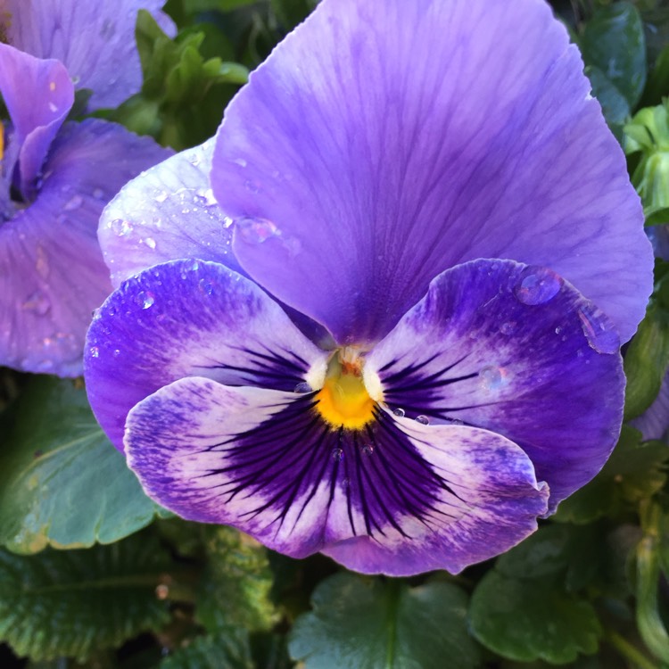 plant image 629540 plant image 629540