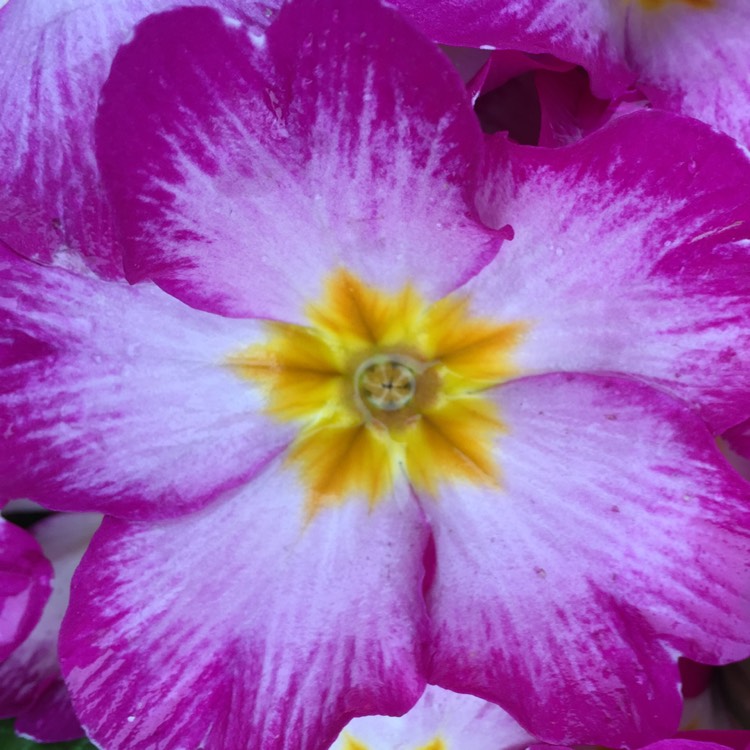 plant image 653727 plant image 653727
