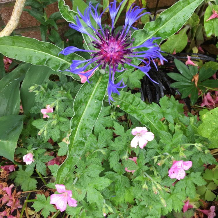 plant image 714035 plant image 714035
