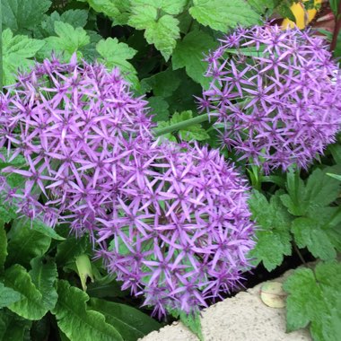Allium