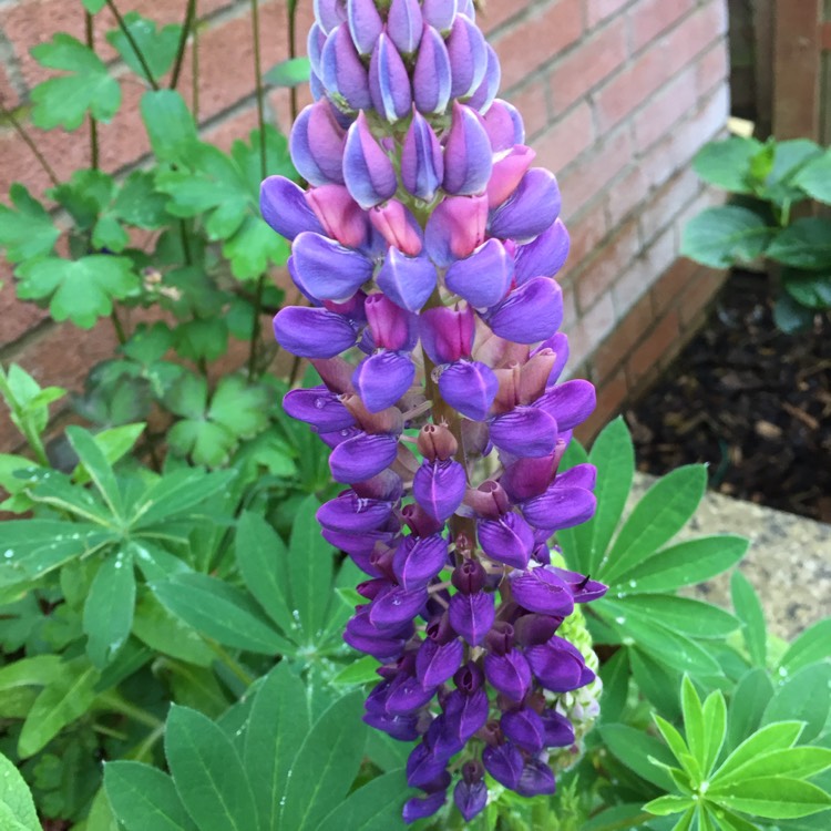 plant image 722439 plant image 722439