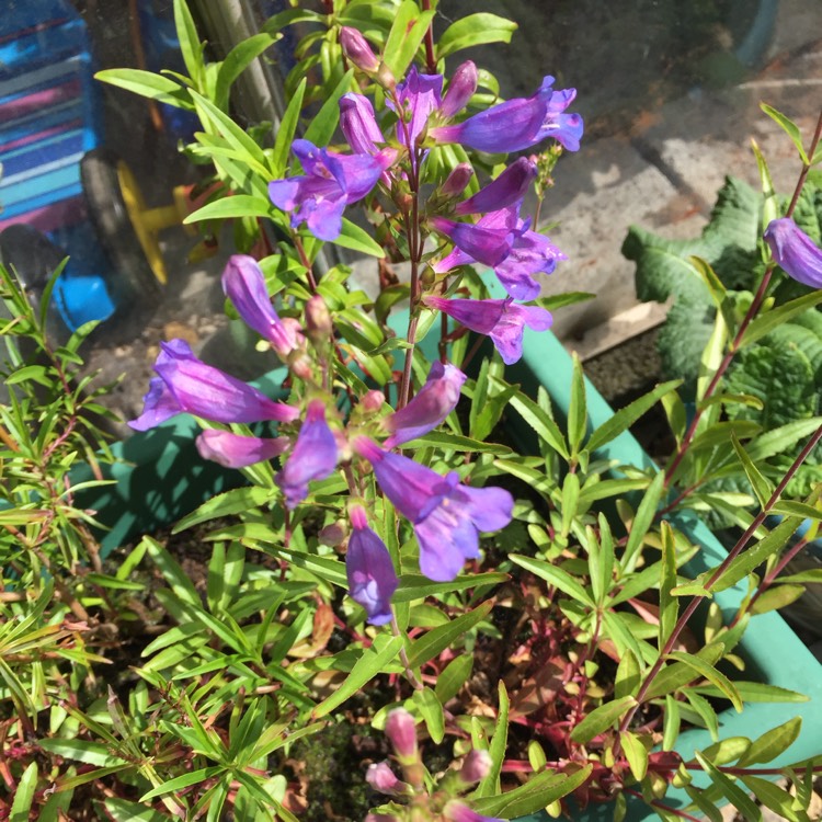 plant image 726818 plant image 726818
