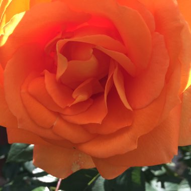 Rosa 'Dawn Chorus'