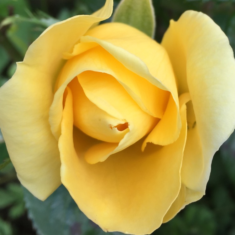 plant image 752880 plant image 752880