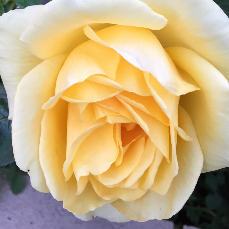 plant image 756258 plant image 756258