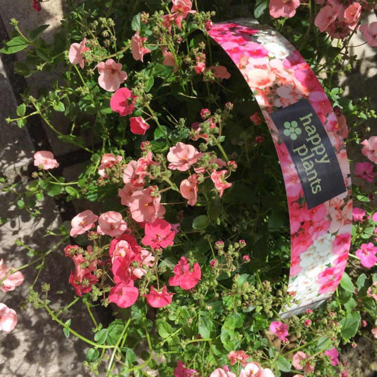 plant image 758515