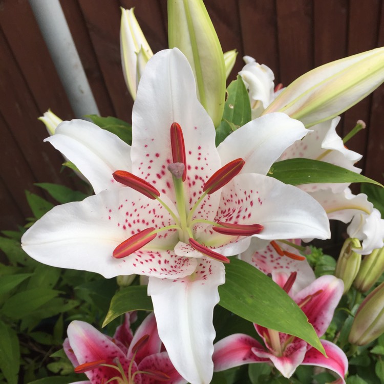plant image 787100 plant image 787100