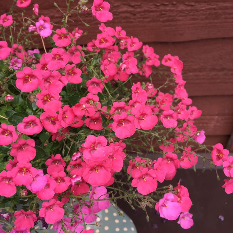 plant image 805965